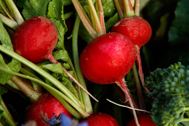 Several red radishes rest among a garden harvest.