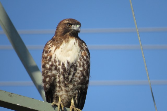 Red-tailed hawk perched on power lines