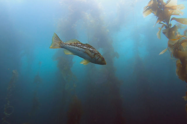 Kelp Bass