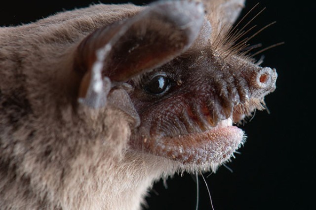 Mexican free-tailed bat (Tadarida brasiliensis) Bat Roost Count Copy