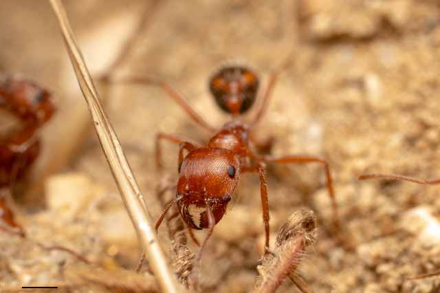 California Harvester Ant Pogonomyrmex californicus iNaturalist glmory