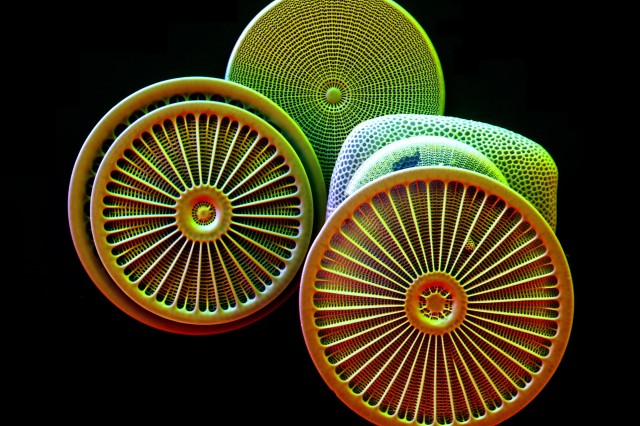 SEM Diatoms