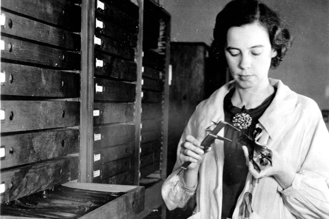 Hildegard Howard measuring specimens from the Rancho La Brea Collection