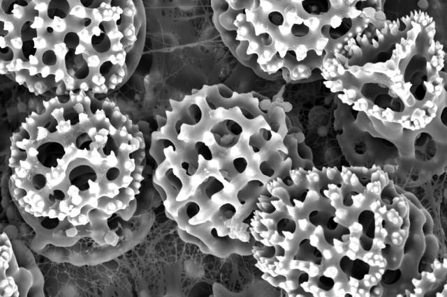 A black and white SEM image with honeycomb-like structures