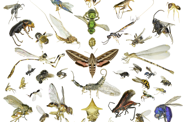 Native CA insects arranged into a mandala