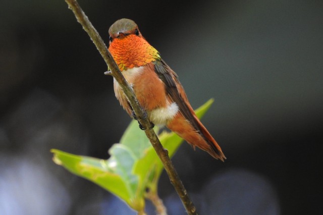 Allen&#039;s hummingbird