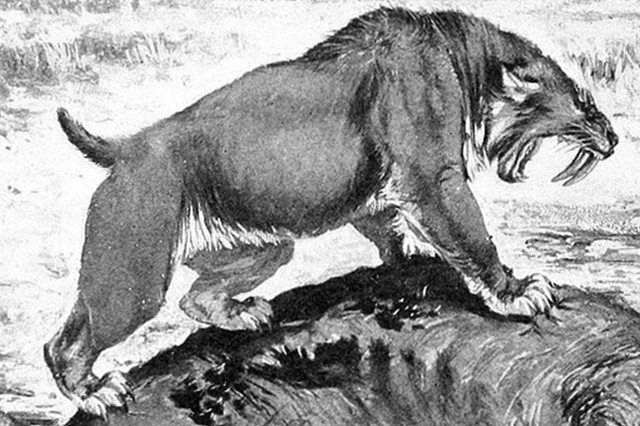 Black and white illustration of a saber-toothed cat standing on a rock
