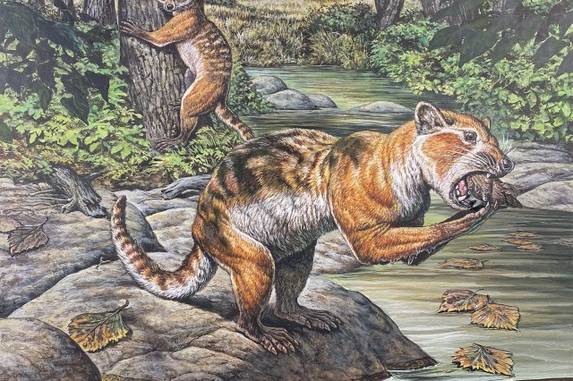 Illustration of a Dawn Bear that looks like a mix of a bear, raccoon, and otter
