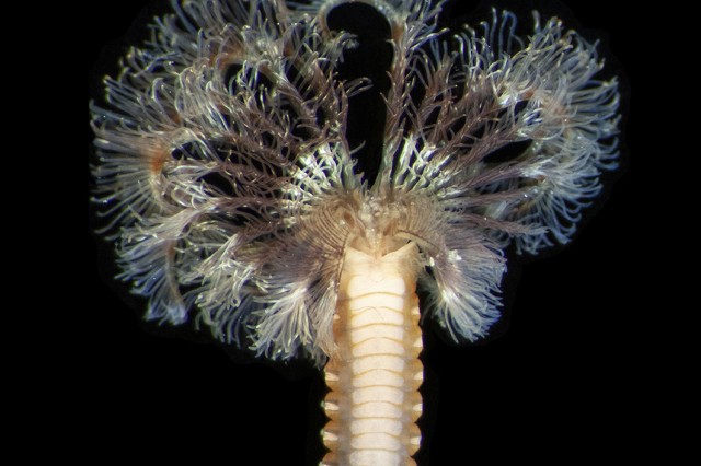 Genus Pseudopotamilla polychaete by Leslie Harris