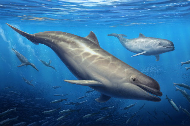 an artist's reconstruction of the ancient extinct toothed whale Olympicetus thalassodon