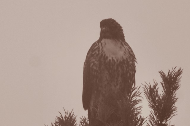 a red-tailed hawk perched on a tree amid wildfire smoke haze