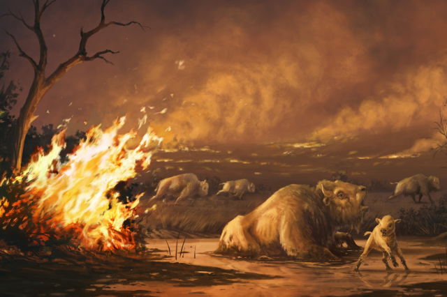 Life reconstruction of fire at La Brea Tar Pits during the Pleistocene as bison are stuck during a wildfire