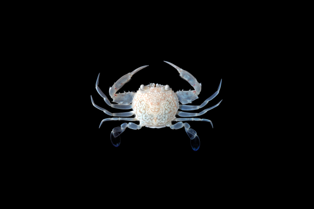 A portunus crab on a black background