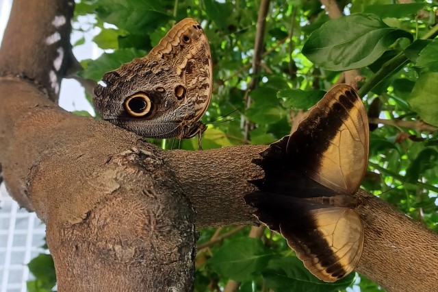 LG Owl butterfly _Caligo_ open and closed
