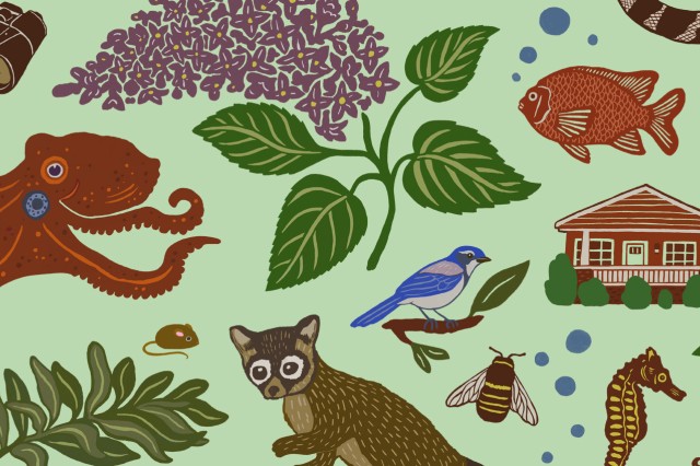 Octopus, fish, raccoon, binoculars, house, and leaves on a mint green background