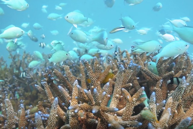 Tropical reef with fish swimming around it