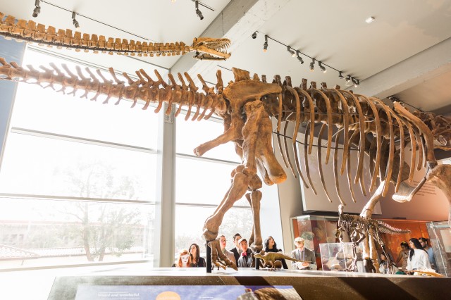 Group of visitors looking up at dinosaur skeletons