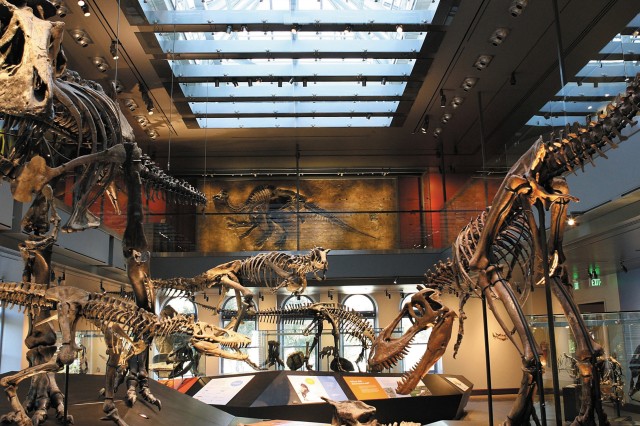 Three T-rex dinosaur skeletons in different sizes