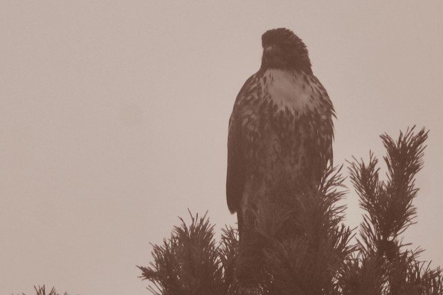 A red-tailed hawk perched on branches in smoke