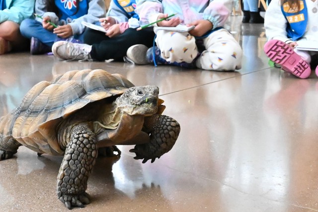 Tortoise walking on the floor with sitting children&#039;s legs and feet in the background 