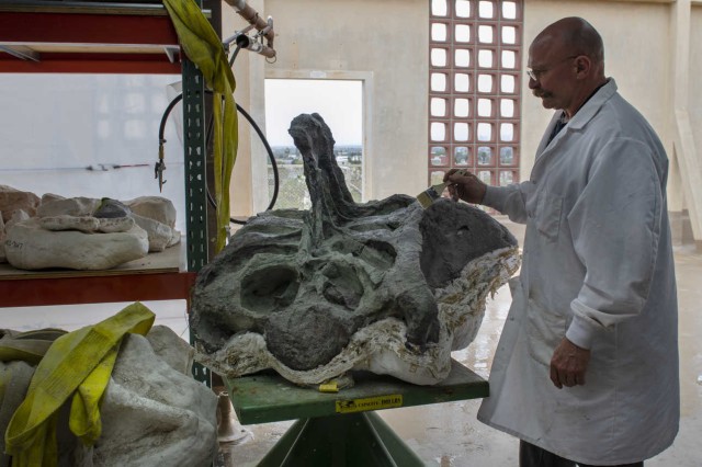 Preparator brushing green dinosaur pelvis bone on a table