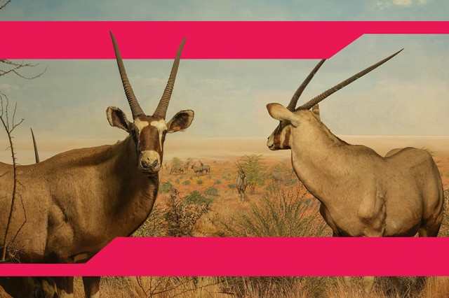 pink frame around two gemsbucks with antlers