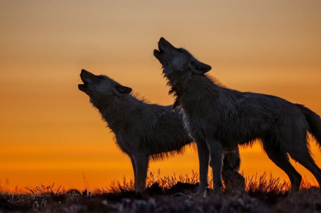 Two wolves howling 