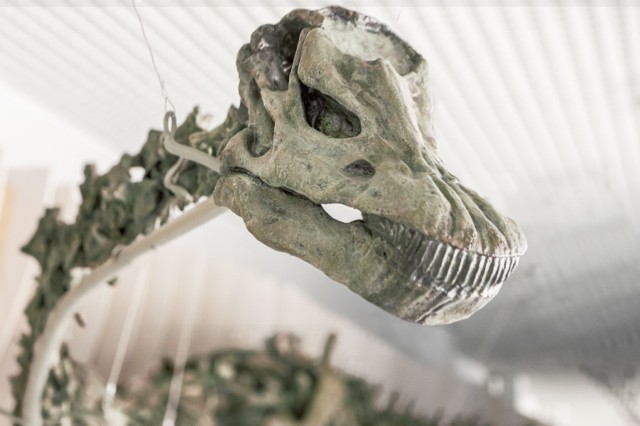 Closeup of light green skeleton head with neck and top of torso in the background