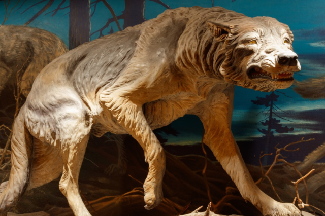 Dire Wolf Ice Age Angeleno