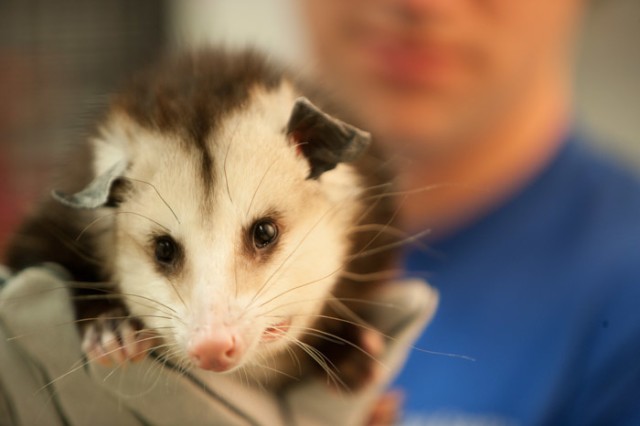 An opossum is held up to the camera by a person who is out of focus in the background. 