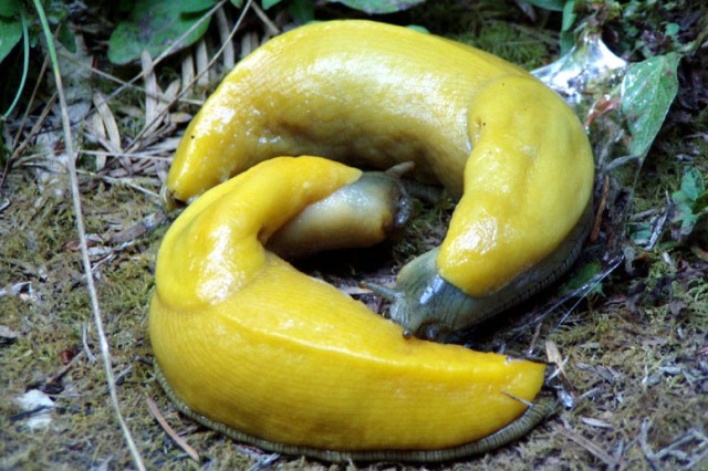 Two banana slugs performing their mating dance 
