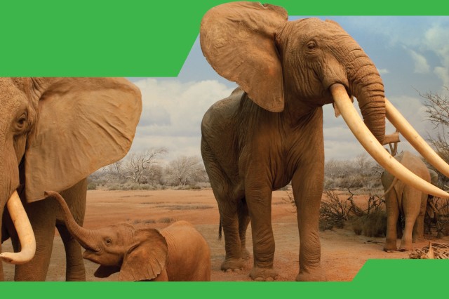 Green border around a closeup of two taxidermy elephants with tusks