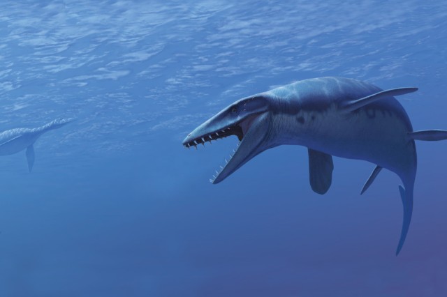 Plotosaur mosasaur swimming in blue water