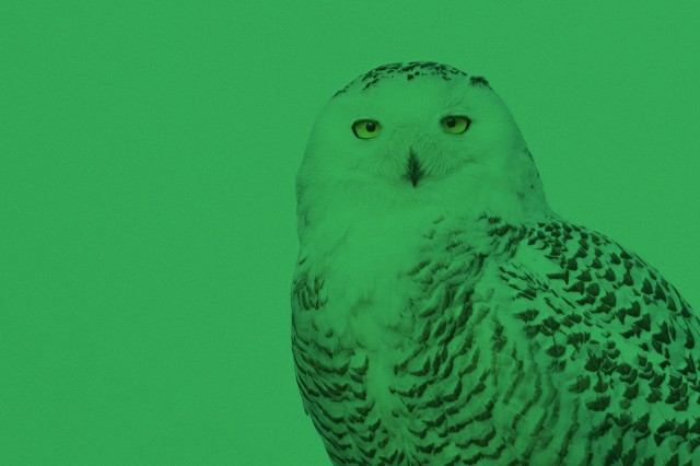 Green Screen SoCal Snowy Owl