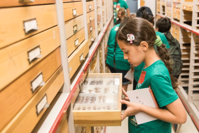 A young girl opens a specimen drawer while attending summer camp at NHM 
