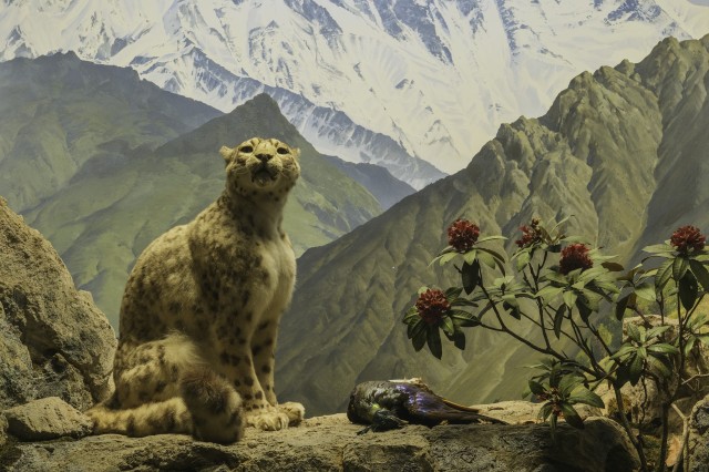 Snowy mountains rise behind a snow leopard sitting with its prey.