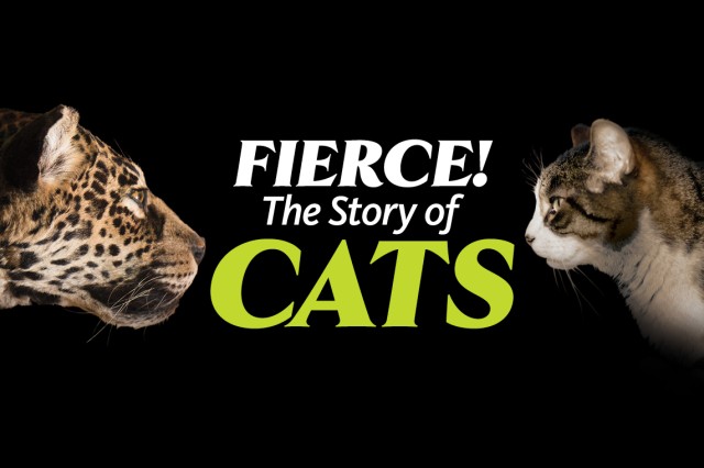 An image of a wild cat and a domestic cat on a black background with Fierce! The Story of Cats Text