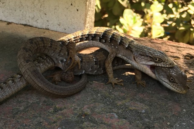 alligator lizards mating