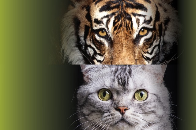 Wild and Domestic Cat Faces 