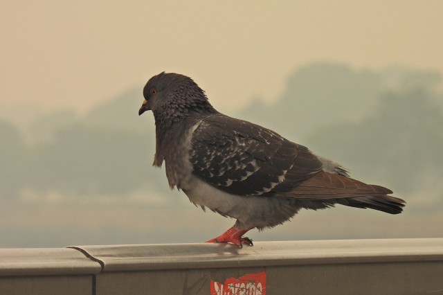 Pigeon perched on a railing in smoky sky 