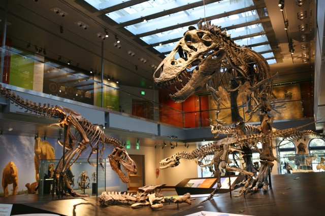 Sub-adult, juvenile, and baby T. rex skeletons on display with skylights above