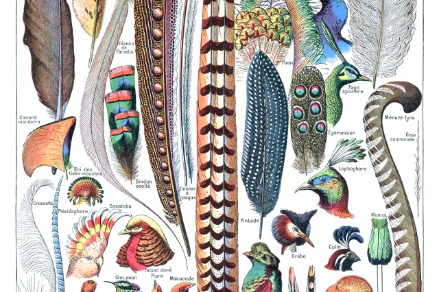 Vintage illustration of various feathers and bird specimens