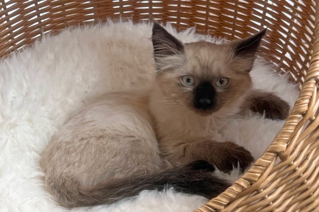 Black, brown, and white fuzzy cat on a white cushion inside a tan basket
