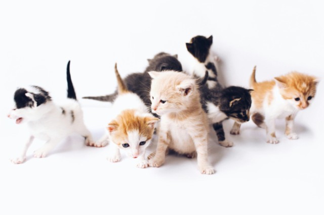 Black and white and orange and white kittens against a white background