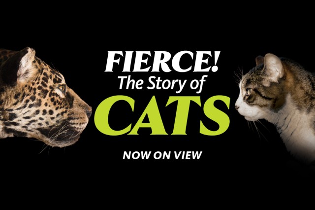 A wild and domestic cat face-to-face with the text "Fierce! The Story of Cats! Now on View" between them
