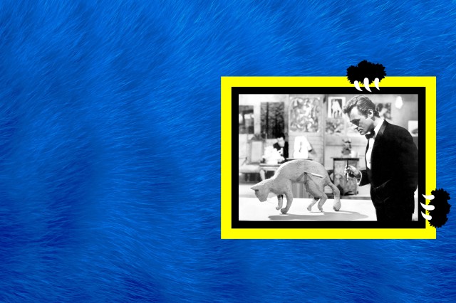 Yellow and black border around a black and white image of a man and a cat, against a blue furry background