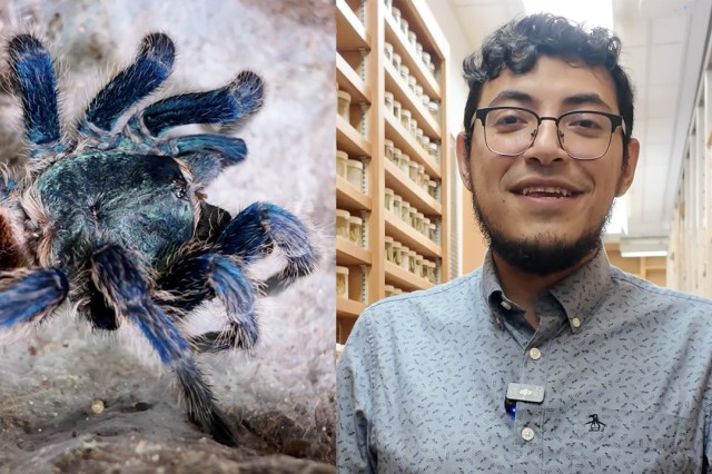 Blue and black fuzzy tarantula next to a head and shoulders portrait of Rodrigo Monjaraz Ruedas wearing a gray button-down shirt with wood racks of shelving in the background