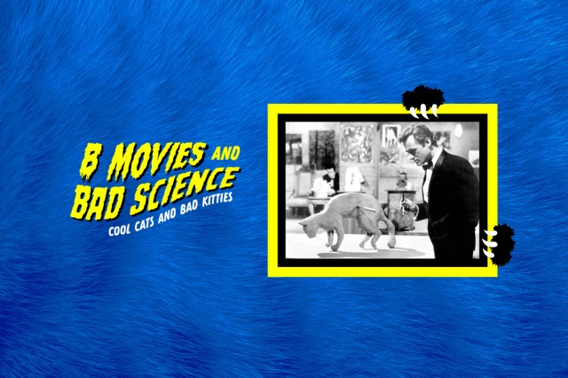 Yellow and black border around a black and white image of a man and a cat, against a blue furry background