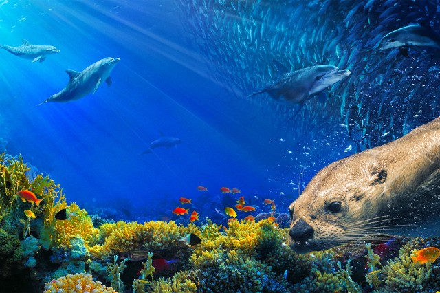 Dolphins swimming underwater above coral and a sea otter