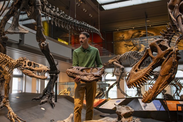Zach Morris holds a nanotyrannus skull in between t-rex fossils of different ages in the t-rex growth series